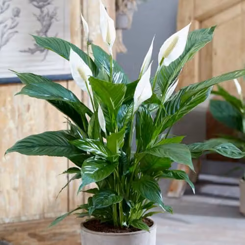 YouGarden Spathiphyllum Sweet Silver Peace Lily Indoor Plant in 13cm Pot, White and Green Flowering House Plant – 2