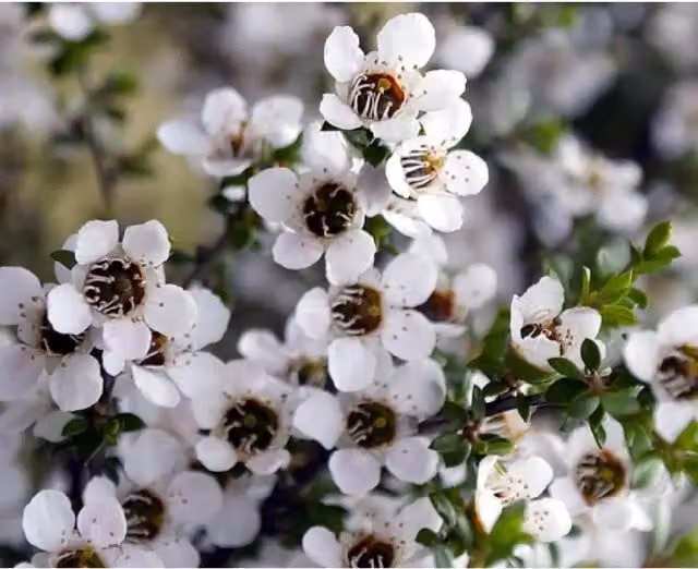 Direct Plants Leptospermum Leonard Wilson Evergreen Ornamental Garden Shrubs, Pack of 3, Red, White and Pink