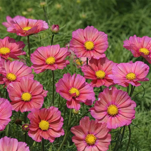 Plant Theory Set of 3 Pink Cosmos Bipinnatus Bedding Plants in 9cm Pots