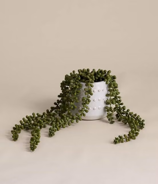 M&S Artificial String of Pearls Succulent in a Green Ceramic Pot