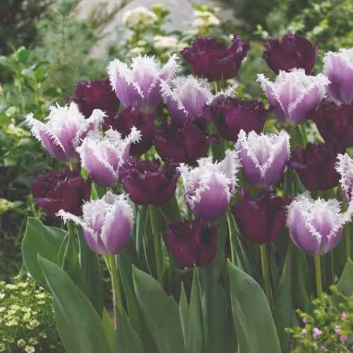 Thompson & Morgan Tulip Black Cherry Frost Mix Fringed Mauve and Plum Spring Flowering Bulbs, 16 Bulbs