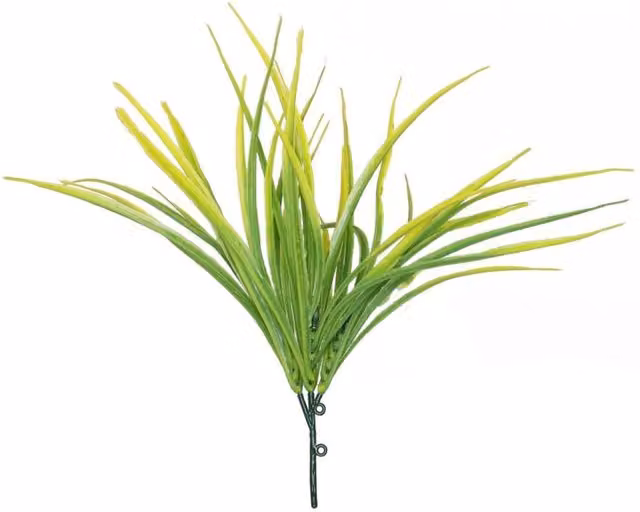 KDMD 3 Pack of Organic Yellow Hardy Grass in Green Plastic