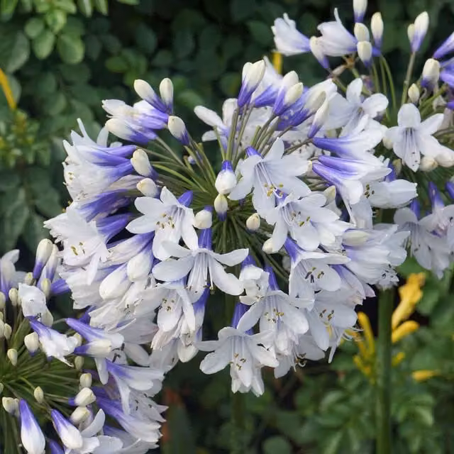 Marshalls Garden Agapanthus Twister Perennial Ornamental Plant, Blue and White, Pack of 3