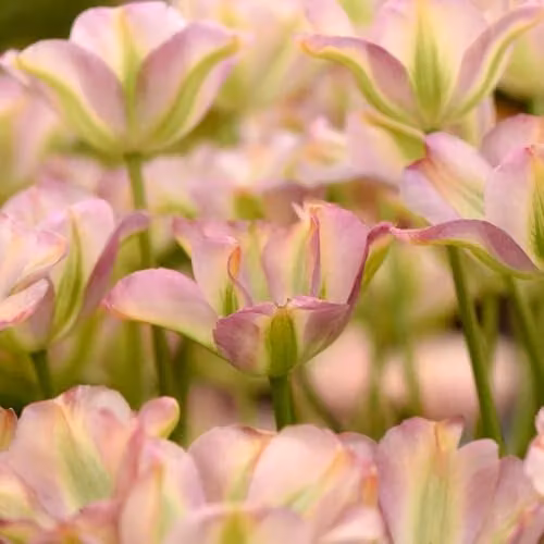 Thompson & Morgan Tulip Greenland Pink and Green Bulbs, 16 Bulbs