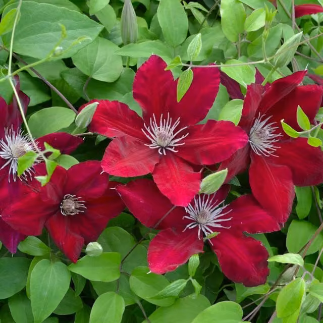 Plants By Post Clematis Charmaine Evipo022 Red Climbing Ornamental Garden Plant