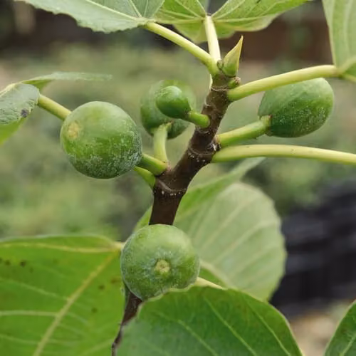 Thompson & Morgan Green Fig Tree, 3 x 9cm Potted Plants – 1