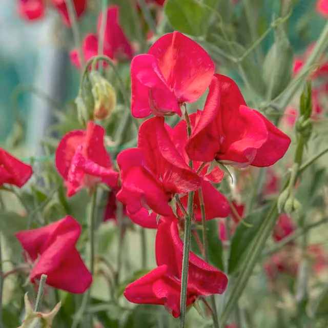 Unwins Zorija Rose Sweet Pea Seeds, Red Climber Flower Seeds