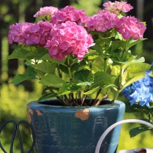 Thompson and Morgan Hydrangea macrophylla Early Pink Hardy Ornamental Shrub, 9cm Pot