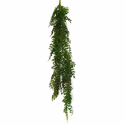Leaf Design UK Hanging String of Pearls Fern Plant, Green, 100 cm – 1