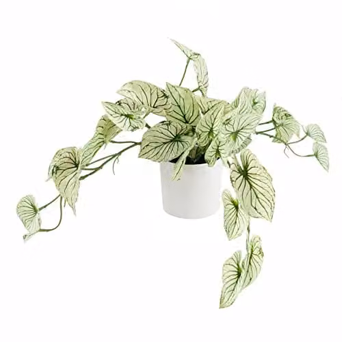 Leaf Design UK Variegated Potted Alocasia Artificial Trailing Plant in Green and White, H 40 cm x W 30 cm x D 30 cm