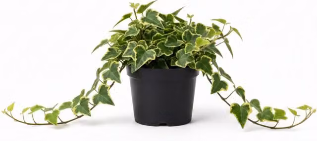 Plants by Post Ivy Gold Variegated Hedera Trailing Plants, Pack of 3, Green and Gold