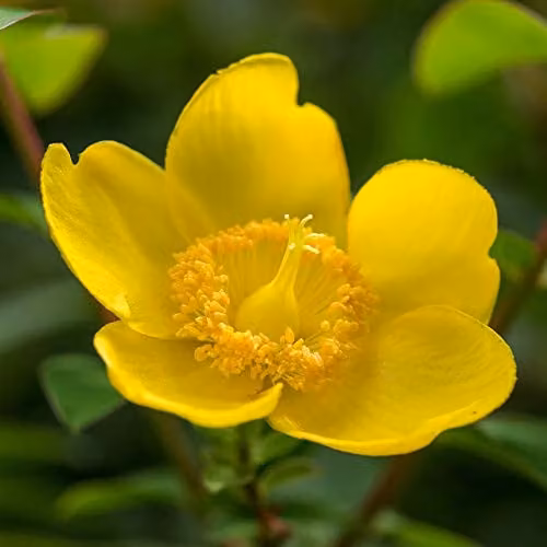 Thompson & Morgan Hypericum Hidcote Hardy Garden Shrub with Yellow Flowers, 2 x 3L Pots – 1