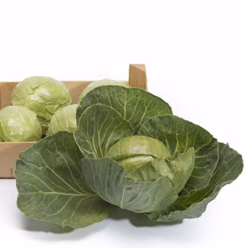 Thompson & Morgan Cabbage Prestar F1 Seeds, Green Summer Cabbage, 25 Seeds – 2