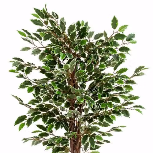 Leaf Design UK Realistic Artificial Ficus Tree in Green, Height: 130 cm – 2