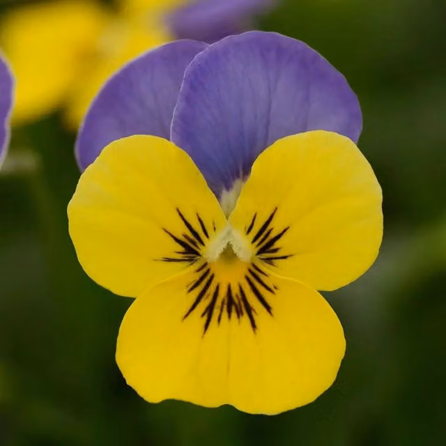 Plants by Post Viola Jump Up Bedding Plants, Yellow and Blue, 12 Plants