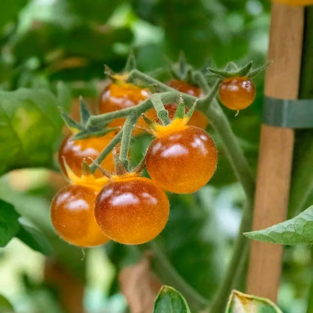 Marshalls Garden Cherry Baby Tomato Seeds, 20 Seeds, Red