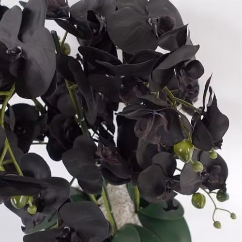 Leaf Design UK Realistic Artificial Orchid Flower Display in a Green, Black and Gold Ceramic Planter, Height: 60 cm, Width: 40 cm, Depth: 40 cm – 5