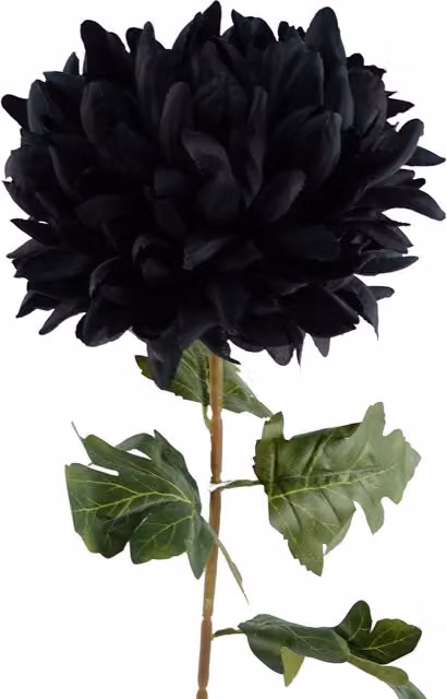 Single Extra Large Reflex Chrysanthemum in Black and Red with Leaf Detail