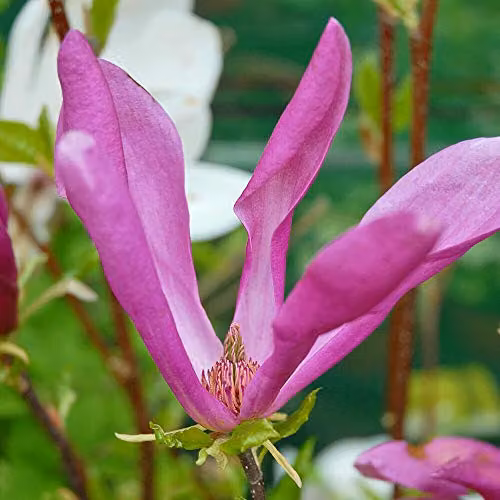 Thompson and Morgan Magnolia Susan Hardy Spring Flowering Ornamental Shrub in 9cm Pot