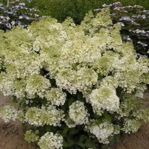 Thompson & Morgan Hydrangea Bobo Dwarf Panicle Ornamental Shrub with White to Pink Blooms, 25 Litre Pot – 1