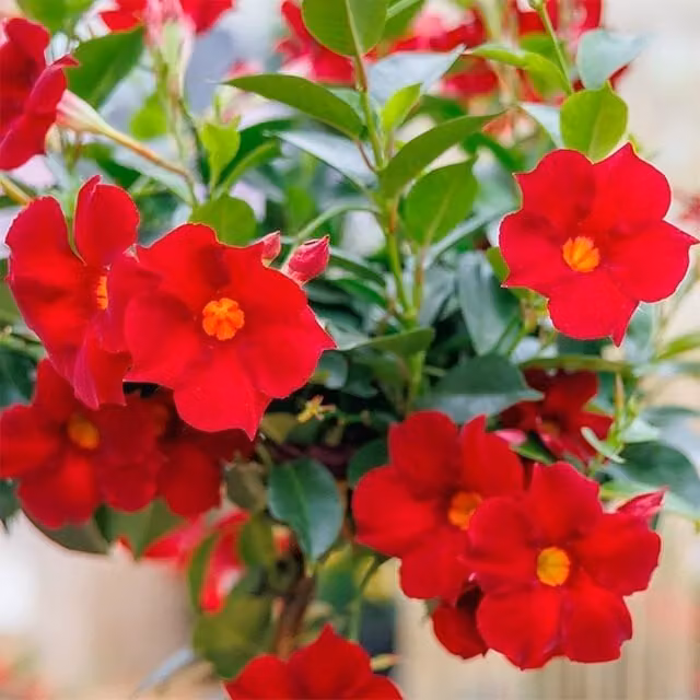 Plant Theory Sundaville Series Mandevilla Flowering Houseplant, Red and Yellow, 10.5cm Pot, Green