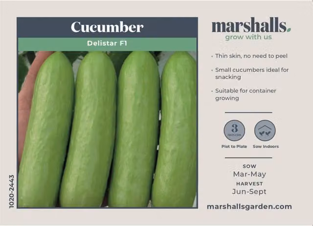 Marshalls Garden Delistar F1 Cucumber Seeds, Compact Patio and Pot Variety, 8 Seeds, White and Green