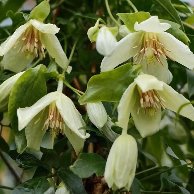 Plant Theory Clematis Christmas Surprise White Flowering Climbing Plant, Green