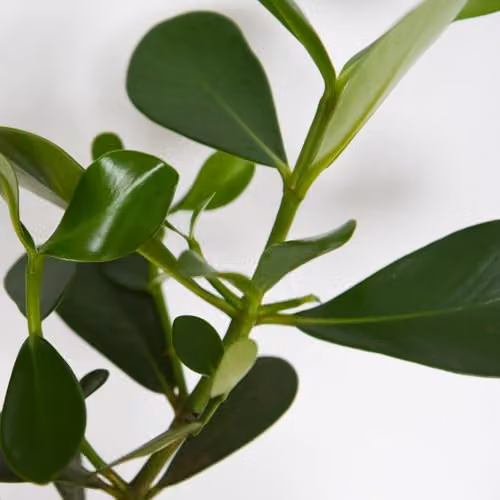 Thompson and Morgan Clusia rosea Princess Autograph Tree Indoor Tropical Foliage Plant, Green, 12cm Potted Plant – 4