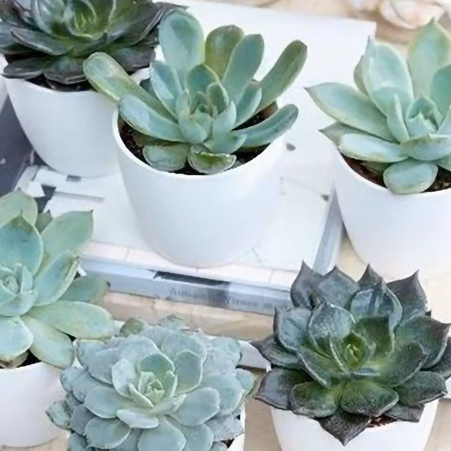 Primrose Echeveria Hen and Chicks Succulent Starter Collection of Indoor Plants in Green Plastic Pots, W/D/H: 6 x 6 x 6 cm – 2