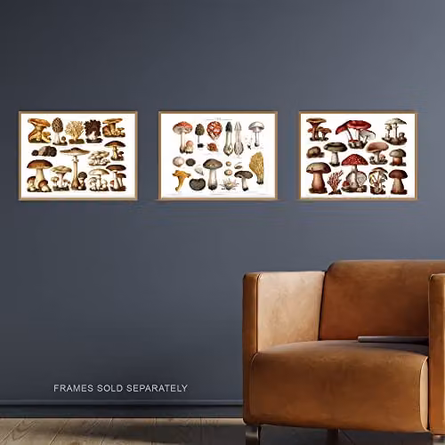 Artery8 Set of 3 Vintage Mushroom Illustration Wall Art Prints, Multicolour Botanical Paper Posters, W: 21.0 cm, H: 29.7 cm – 2