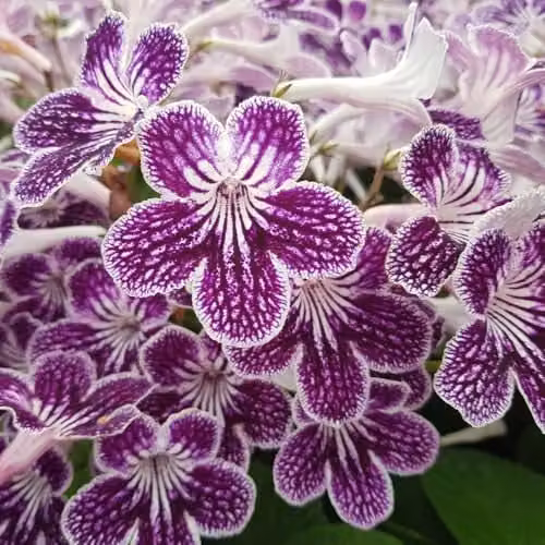 Thompson & Morgan Streptocarpus Polka Dot Purple Cape Primrose, 3 Jumbo Plug Plants