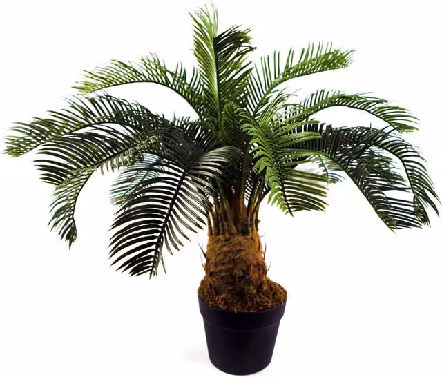 Cycas Tropical Artificial Palm Plant in Green and Black with Plastic Leaves, Potted Tabletop Design, H: 16.0 cm, W: 13.0 cm, D: 13.0 cm