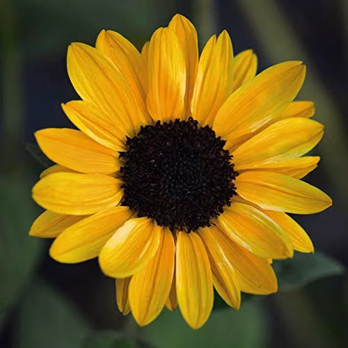 Thompson and Morgan Sunflower Tanja F1 Hybrid Yellow Flower Seeds, 10 Seeds