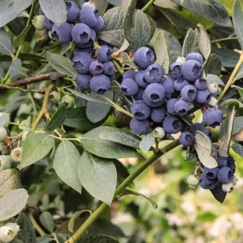 Thompson & Morgan Blueberry Duo Ornamental Fruit Shrubs, 2 x 9cm Potted Plants, Blue and Purple – 3