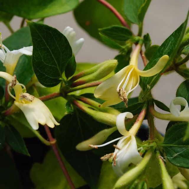 Plants By Post Lonicera Japonica Horwood Gem Climber with Creamy White and Yellow Flowers