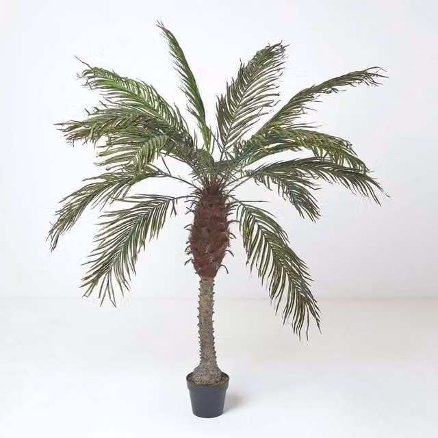 Homescapes Phoenix Palm Tree in Pot, Green, Height: 160 cm