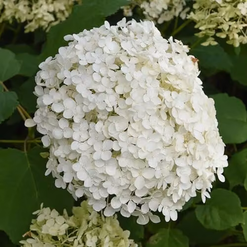 Thompson & Morgan Hydrangea Arborescens Annabelle White Ornamental Shrub, 3 x 12L Pots – 5