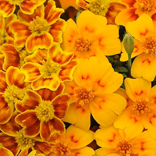 Thompson and Morgan Marigold Starfire Tagetes Tenufolia Orange Flower Seeds, 300 Seeds
