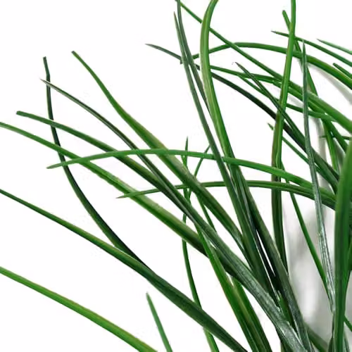 Green Leaf Design Artificial Grass Foliage Stems, Pack of 6, Height: 100 cm – 2
