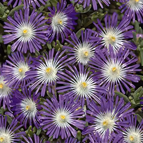 Thompson and Morgan Delosperma floribunda Stardust Ice Plant Seeds, 200 Seeds per Packet – 4
