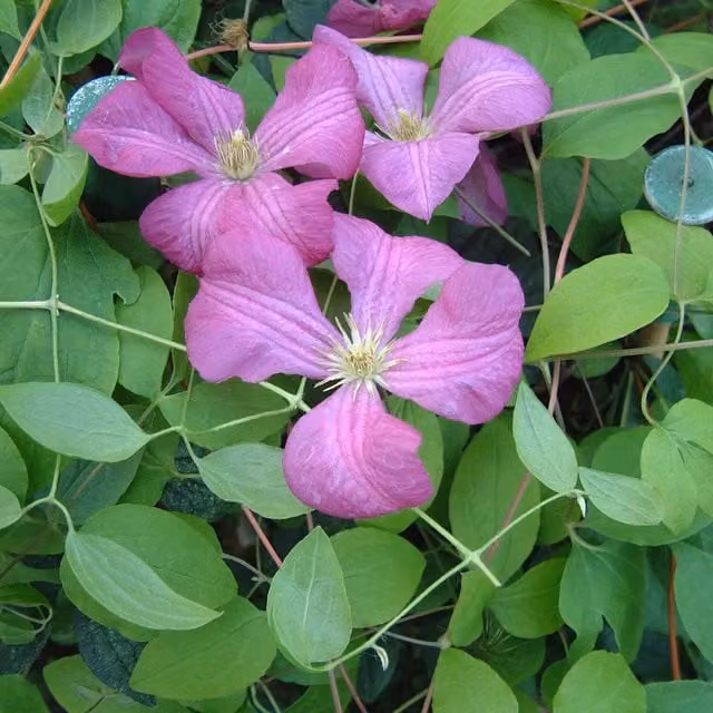 Plants By Post Clematis Viticella Margot Koster Pink Perennial Climber