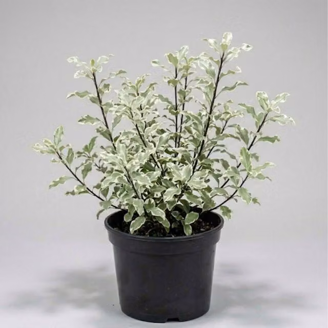 Plants By Post Pittosporum Silver Queen Evergreen Shrub, 3L, Silver Green and White