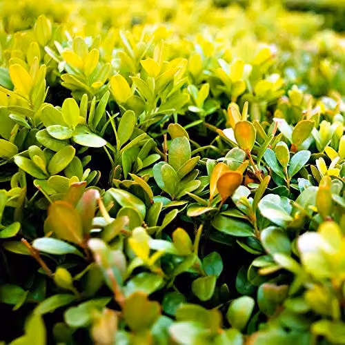Thompson & Morgan Buxus Sempervirens Box Ball Evergreen Shrub Topiary, 2 x Potted Plants in 23cm Pots – 2