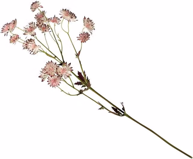 Bloom Artificial Single Astrantia Flower Stem Spray in Pink and White, Length: 60 cm
