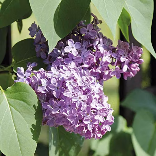 Thompson & Morgan Hardy Perennial Flowering Lilac Katherine Havemeyer Ornamental Shrub, Purple, 1 x 9cm Pot – 1