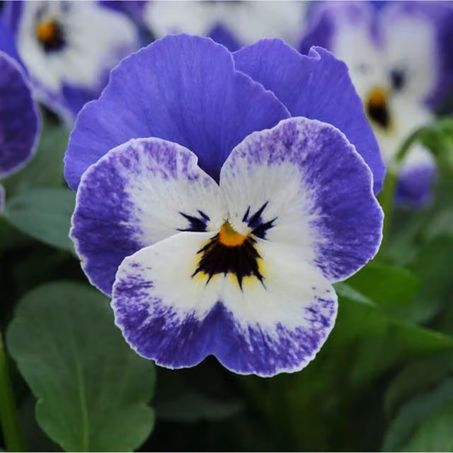 Plants by Post Viola Delft Blue Garden Ready Bedding Plants, 12 Pack