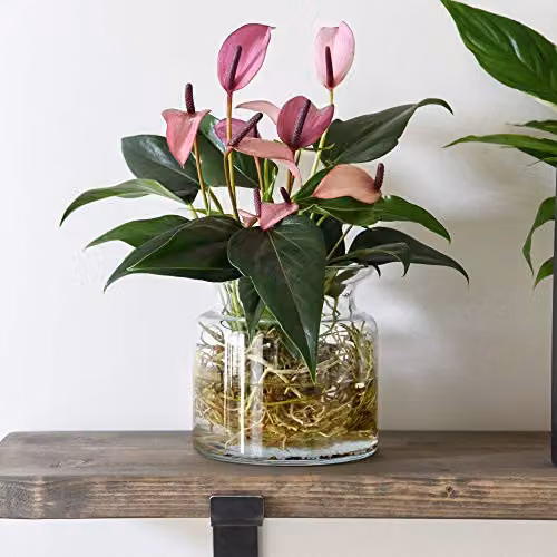 Thompson and Morgan Anthurium Aqua Pink Flowering House Plant in a Clear Glass Vase, 1 x 14cm Pot – 4