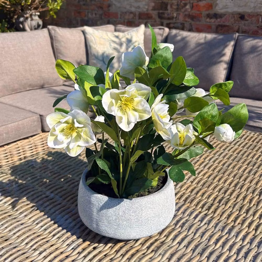 Wyld Haus White Hellebore Artificial Tabletop Plant in a Grey Ceramic Pot, H 41.0 cm x W 33.0 cm x D 33.0 cm – 2