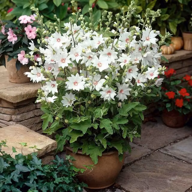 Marshalls Garden Lavatera clementii Barnsley Baby Ornamental Shrub in Pink and White
