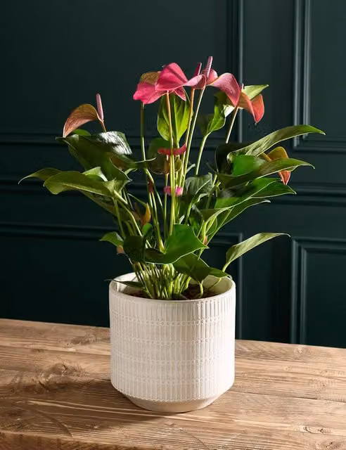 M&S Flower Market Purple Anthurium in a Ceramic Pot